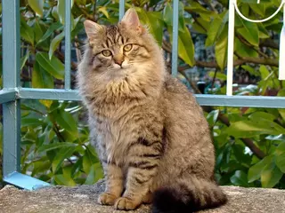 Testimonial from Caylin