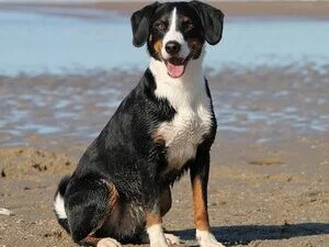 Testimonial from Lucca